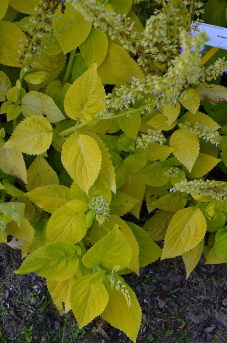 Solenostemon x 'King Lime'